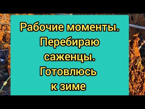 Видео: Очищаю площадку. Готовлю саженцы к зиме. Рабочие моменты