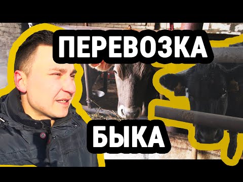 Видео: Перевозка крупного рогатого скота. КРС. АВТОВЛОГ