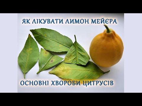 Видео: Як лікувати лимон Мейєра. Основні хвороби цитрусів.