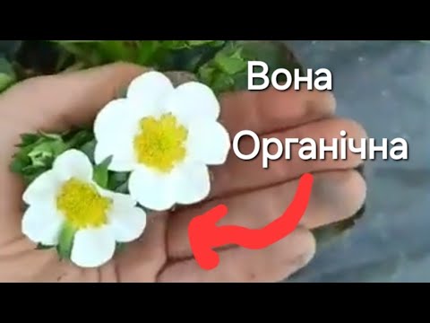 Видео: Два роки (недуже інтенсивного)внесення Бактерій і як змінився ґрунт. Реальний відгук.