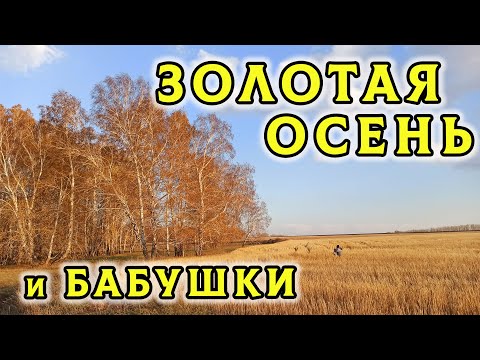 Видео: Золотая деревенская осень. Бабушки прогуливаясь время зря не теряли – домой пришли с большим уловом🍄