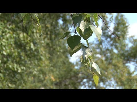 Видео: В Первомайском готовятся принять областной слет охотников