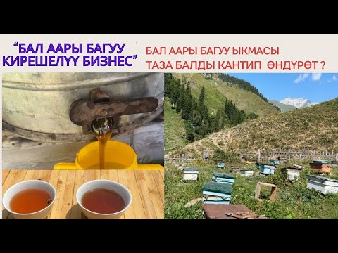 Видео: “Бал аары багуу кирешелүү бизнес”