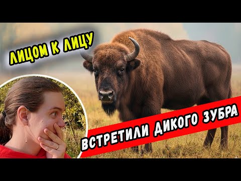 Видео: 😱 ВСТРЕЧА с ДИКИМ ЗУБРОМ ЛИЦОМ К ЛИЦУ!Сафари-парк, Гон Оленей и Последние дни Осени