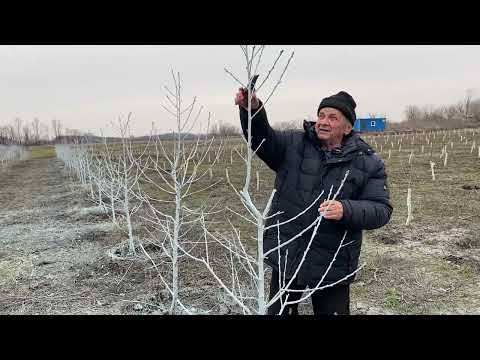 Видео: Обрезка персикового сада и обрезка черешни после посадки.