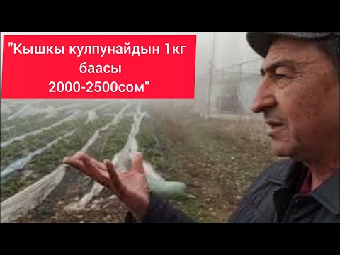 Видео: Кышында кулпунай өстүрүп,корей сортунан 27000кг саткан күнөскана.