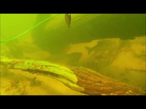 Видео: Подводная охота Сентябрь, река завалы