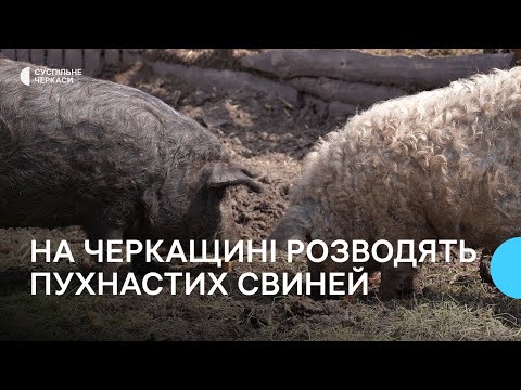 Видео: Мангалиця угорська пухова: особливості догляду