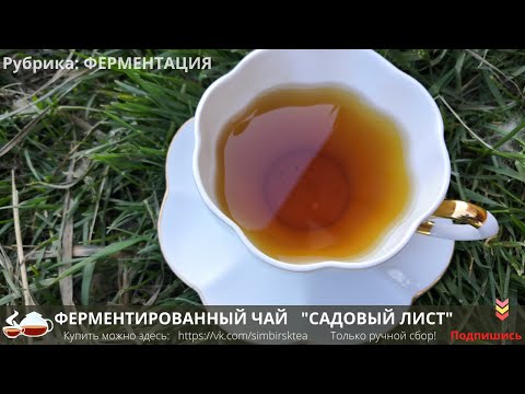 Видео: ферментированный  #чай из листьев ЗЕМЛЯНИКИ. Самый простой рецепт