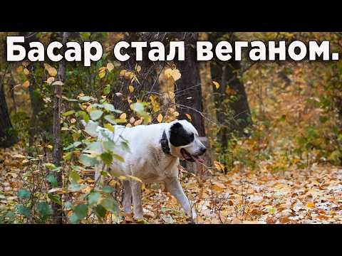 Видео: Какую траву едят волкодавы.