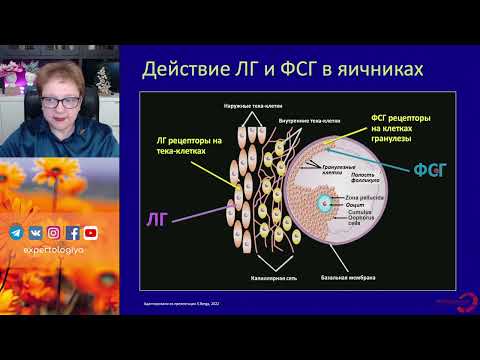 Видео: Менструальный цикл l Пустотина О.А.
