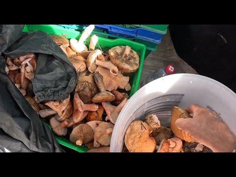 Видео: За грибами в КБР.