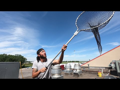 Видео: Охота на диких голубей с помощью сети!!
