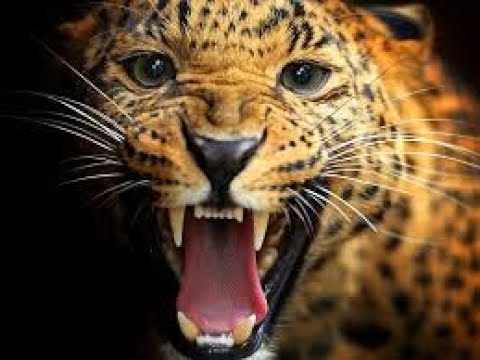 Видео: Тотем леопард  Еще немного подробностей