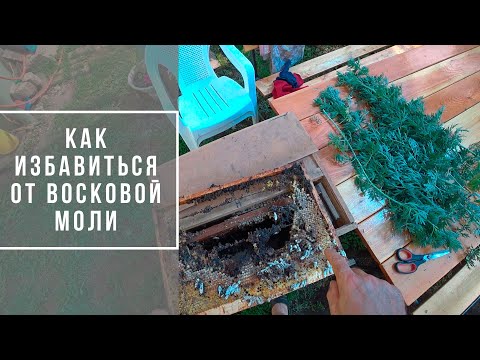 Видео: Восковая моль в улье - как надежно сохранить сушь и избавиться от моли? | Блог "В гостях у Владимира