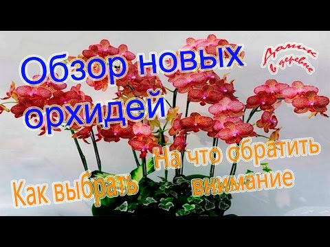 Видео: Обзор новых орхидей.  На что нужно обратить внимание при покупке.  03.03.17
