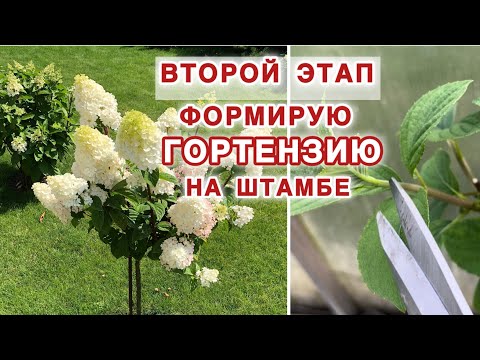 Видео: 2 ЭТАП. ФОРМИРУЮ ГОРТЕНЗИЮ НА ШТАМБЕ. ПРИЩИПКА ПОБЕГОВ.