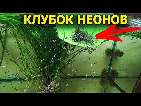 Видео: Огромная стая Неонов выпала КЛУБКОМ в аквариум!!