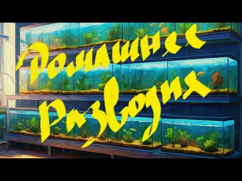 Видео: Обзор всех аквариумов на разводне