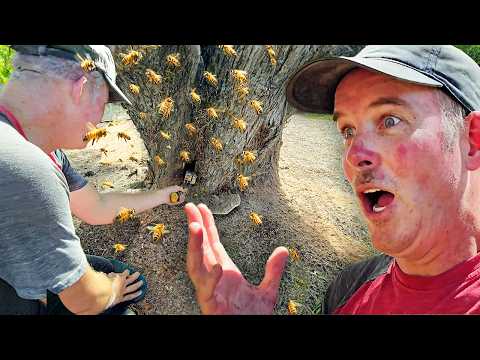 Видео: Я думал, эти пчелы будут дружелюбными...