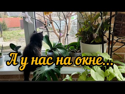 Видео: комнатные растения на кухне🪟🪴🐈‍⬛,