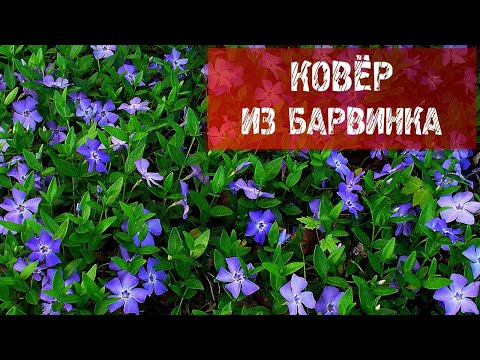 Видео: КОВЁР ИЗ БАРВИНКА