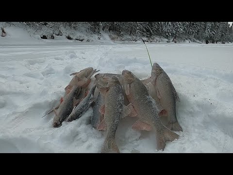 Видео: МОРДАТЫЙ ЯЗЬ ЗА ШИКАРНОЙ СОРОГОЙ, НАШЛАСЬ РЫБА  В ЦЕЛИНЕ! РЫБАЛКА  НА КРАСИВОЙ И  РЫБНОЙ РЕКЕ!