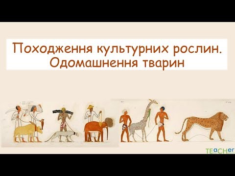 Видео: Походження культурних рослин. Одомашнення тварин