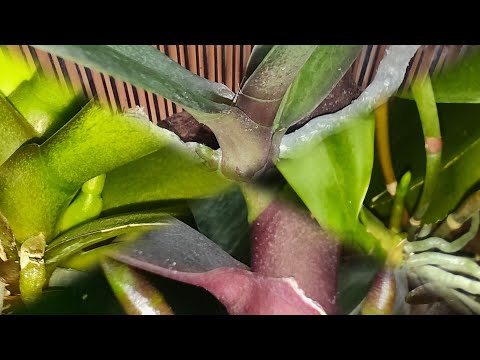 Видео: Ура! Цветоносы! 🥳🤩🌱