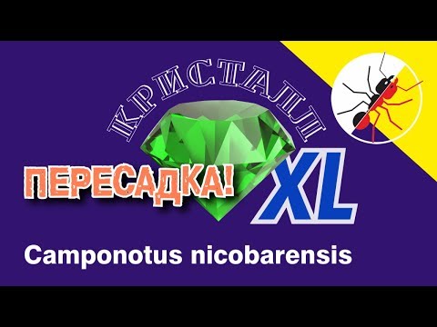 Видео: Муравьи Camponotus nicobarensis пересадка в формикарий Кристалл - XL