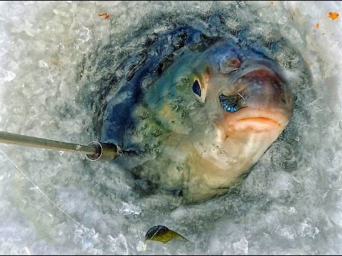 Видео: НЕ ЛЕЗЕТ В ЛУНКУ НА 150! РЫБАЛКА НА БЕЗМОТЫЛКУ