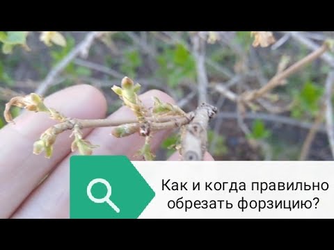 Видео: Форзиция отцвела. Не забудьте о стрижке!