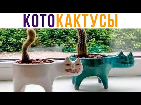 Видео: КОТОКАКТУСЫ))) Приколы с котами | Мемозг #568