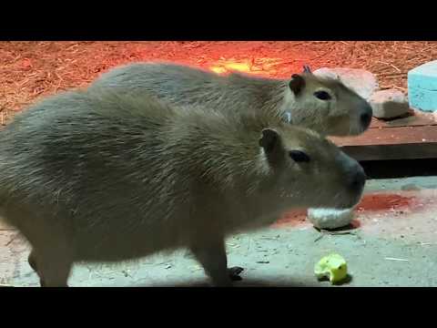 Видео: ВПЕРВЫЕ в Сказке родились МАЛЫШИ КАПИБАРЫ  !!! Так мило !!!