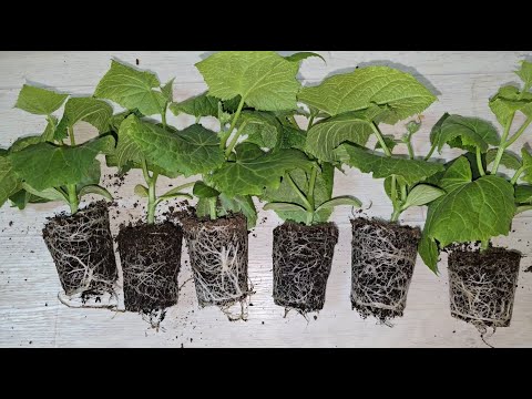 Видео: Бабушка научила так выращивать огурцы, теперь всегда море урожая