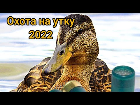 Видео: охота на утку. 2022. охота с вертикалкой. тоз 120