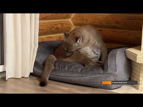 Видео: Прямой эфир 7 сентября