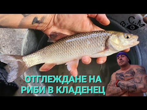 Видео: ОТГЛЕЖДАНЕ НА РИБИ В КЛАДЕНЕЦ    а.С.м
