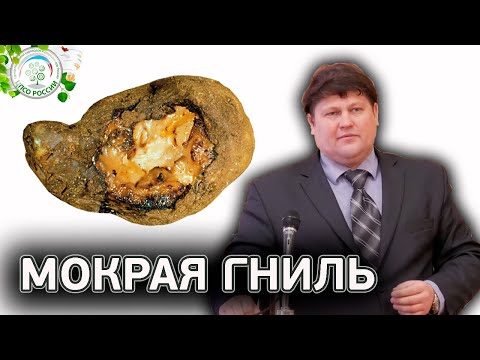 Видео: Почему гниет картофель? Мокрая гниль картофеля.