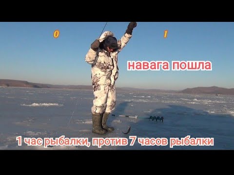 Видео: Зимняя рыбалка 2022.жор наваги. Ловля наваги. Жизнь в Приморье.