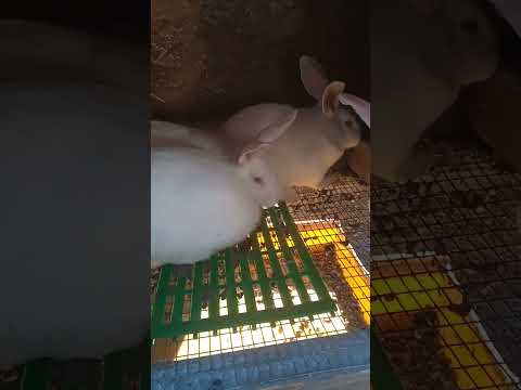 Видео: Почему именно Белый Паннон!