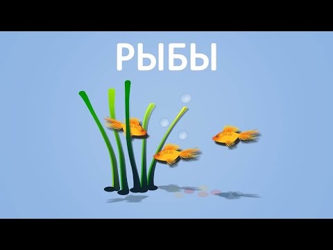 Видео: Рыбы. Энциклопедия для детей