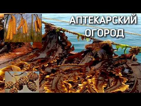 Видео: 🌺 Аптекарский огород. 🌺Маска из морской капусты