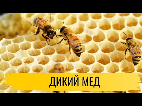 Видео: Мед. Дикий мед