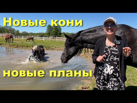 Видео: Про новых коней и новые планы.