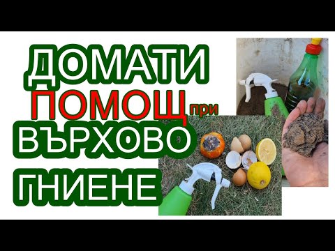 Видео: РЕЦЕПТИ при ВЪРХОВО ГНИЕНЕ. Мерки и превенция при недостиг на калций. Как да предпазим доматите