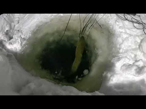 Видео: Проверка перемета. Стабильный улов и свежая наживка.