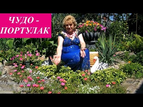 Видео: ПОРТУЛАК - ВЫРАЩИВАНИЕ УХОД