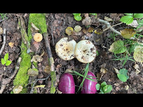 Видео: Прогулка в лес за грибами🌲🍄‍🟫🍄, крендельки в сахарной глазури🥨