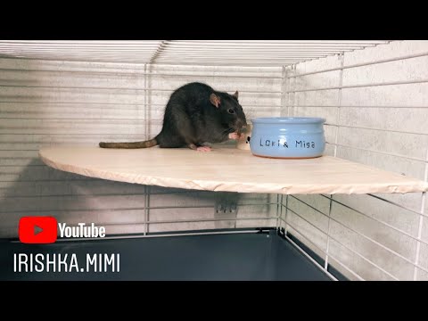 Видео: Как сделать полку в клетку для грызуна? 🐀